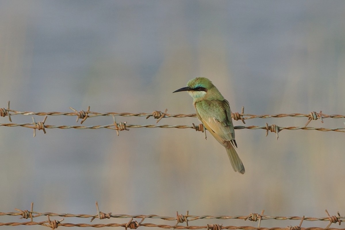 Arabian Green Bee-eater - ML637922932