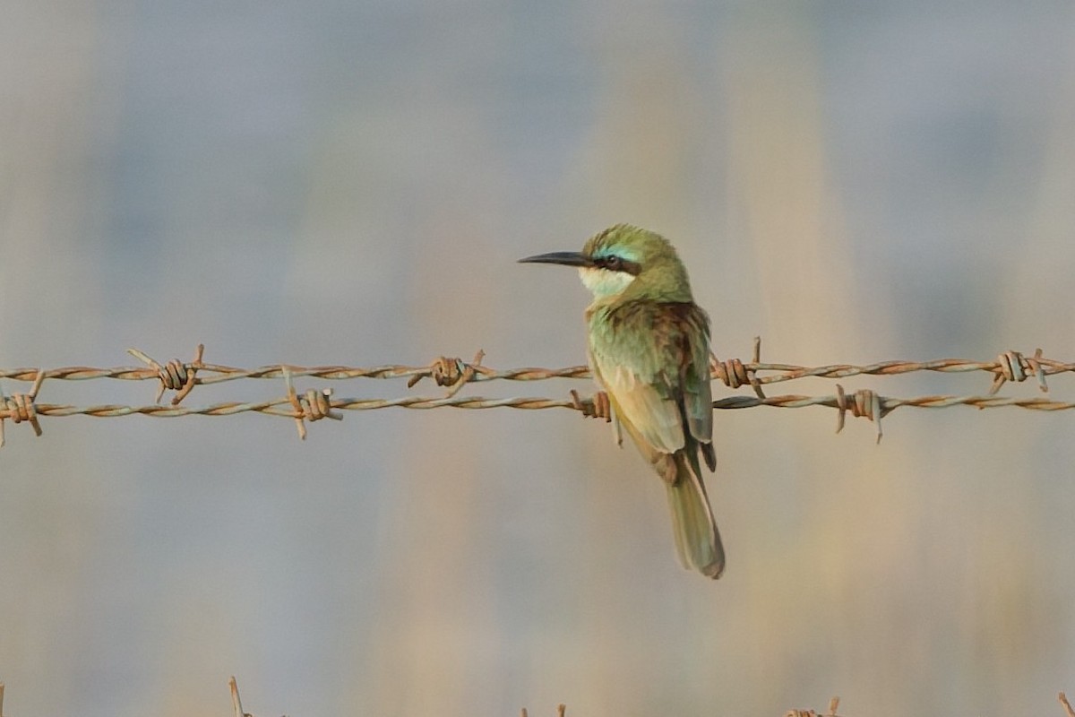 Arabian Green Bee-eater - ML637922933