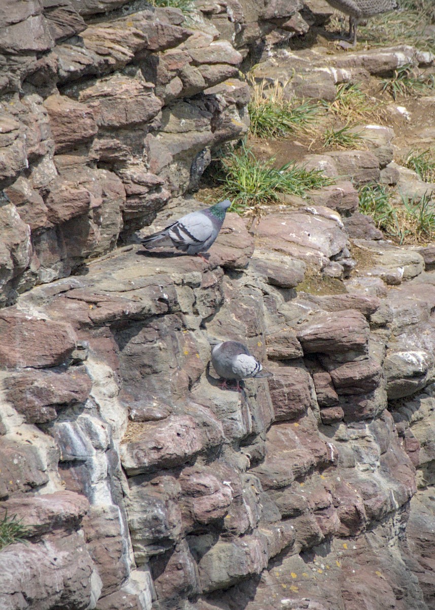 Rock Pigeon (Feral Pigeon) - ML637922937