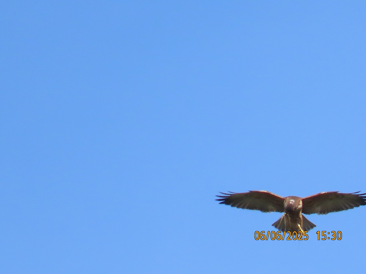 White-throated Hawk - ML637922940