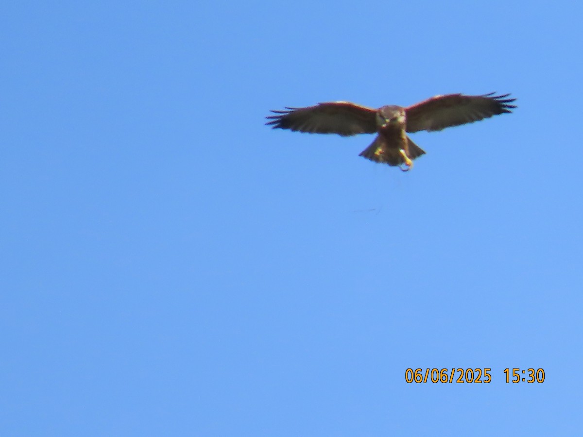 White-throated Hawk - ML637922950