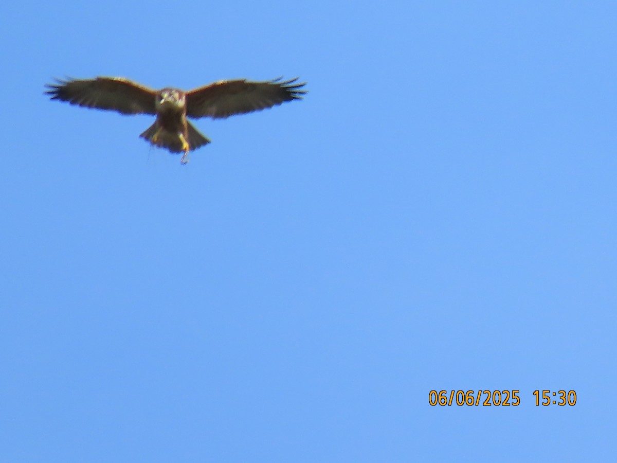 White-throated Hawk - ML637922956