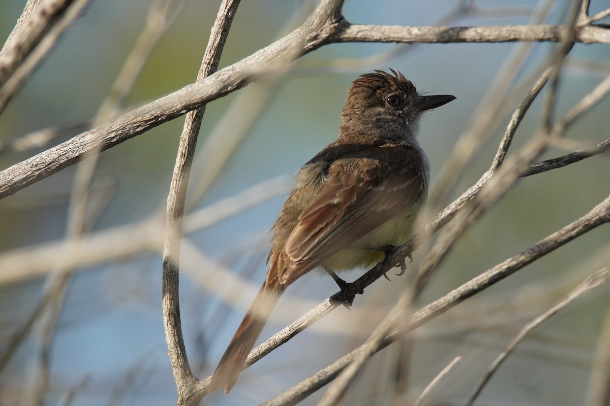 Kurzschopftyrann - ML637922960