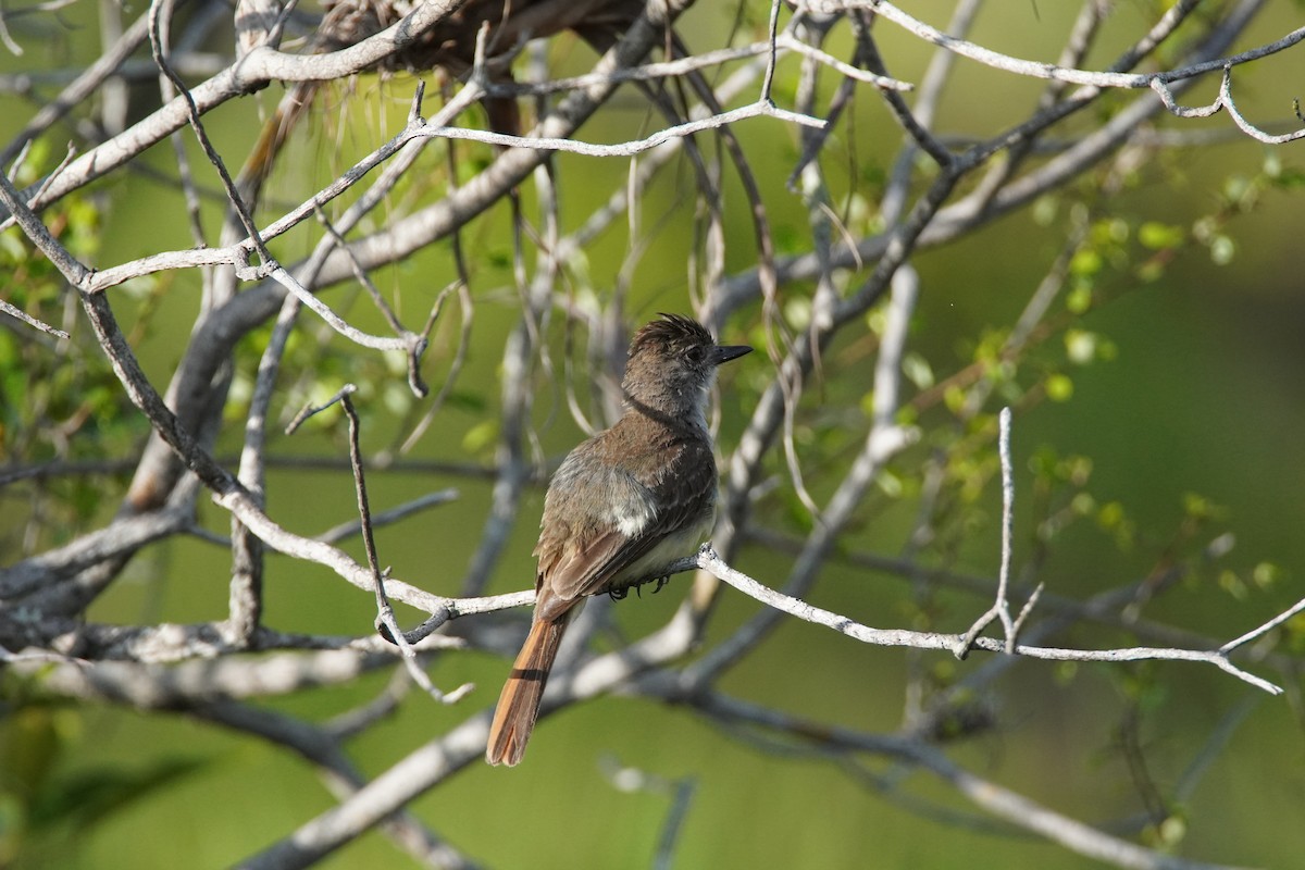 Kurzschopftyrann - ML637922961