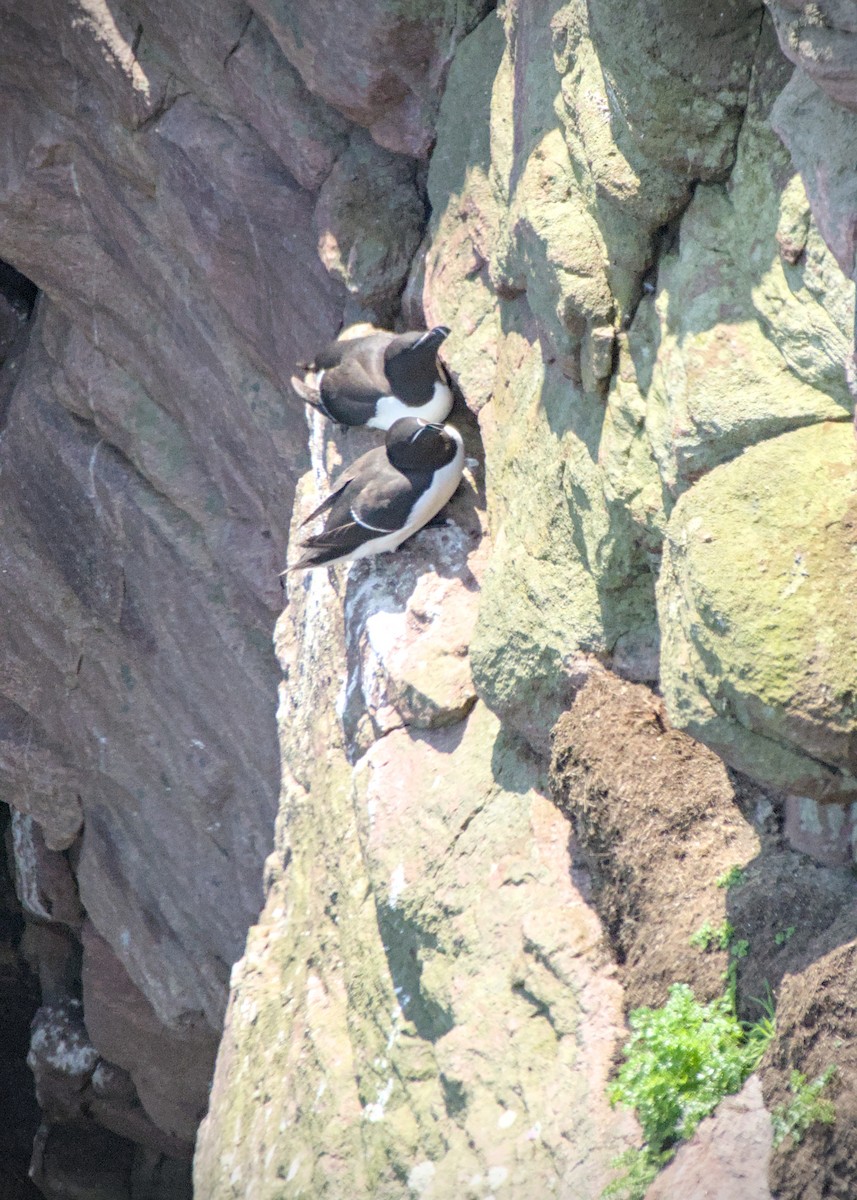 Razorbill - ML637922962