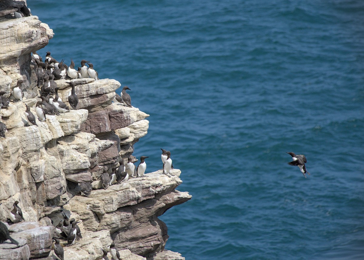 Common Murre - ML637922973