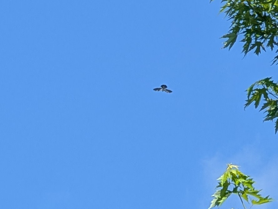 iktinie mississippská - ML637923039