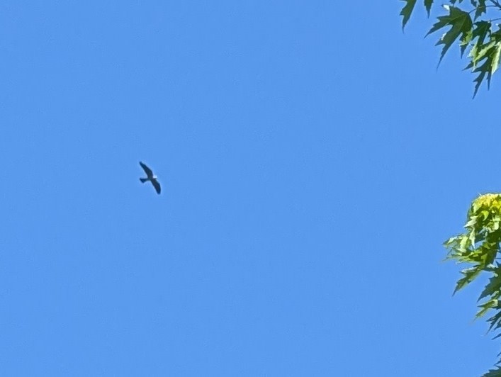 iktinie mississippská - ML637923040