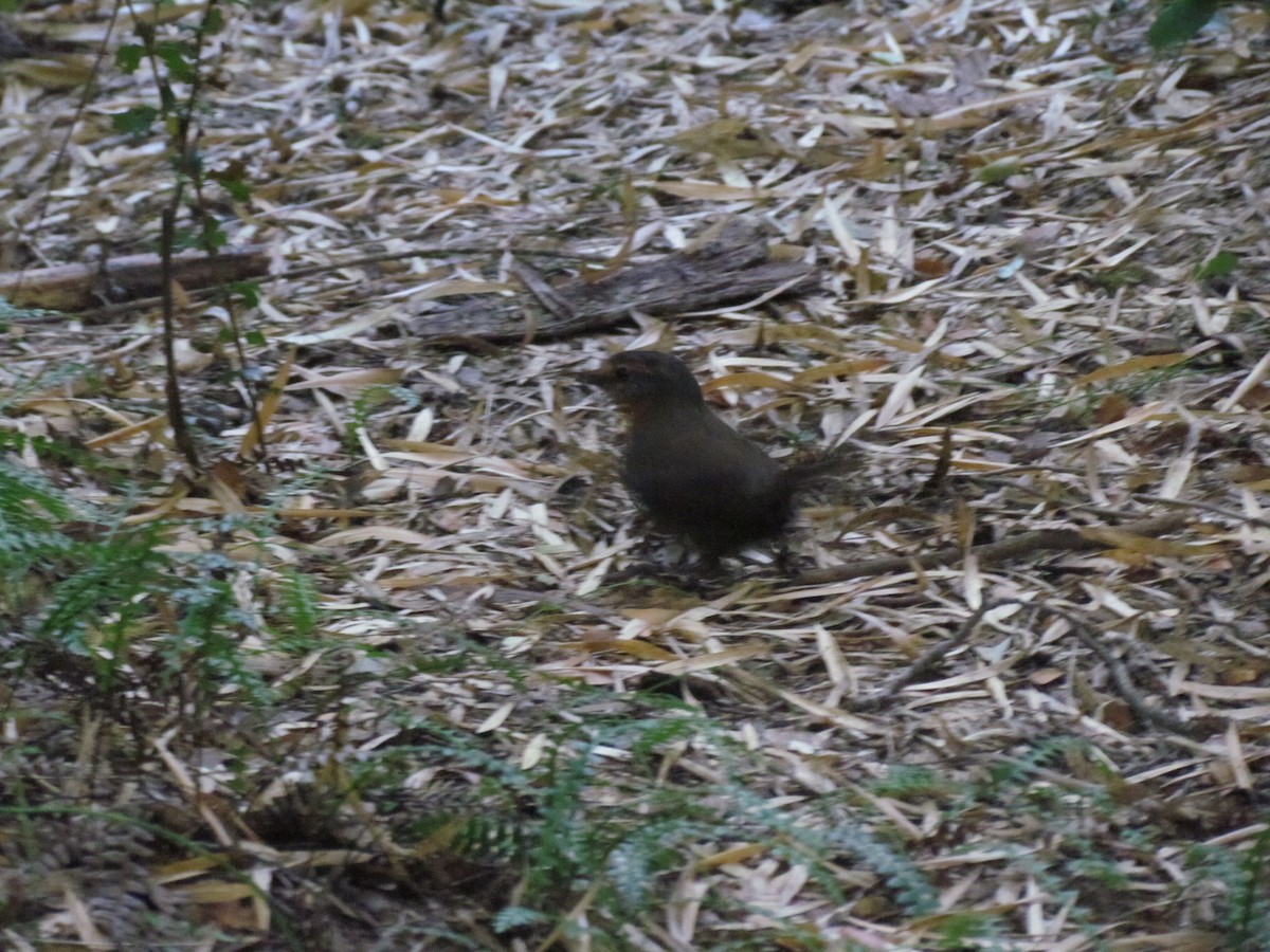 Chucao Tapaculo - ML637923069