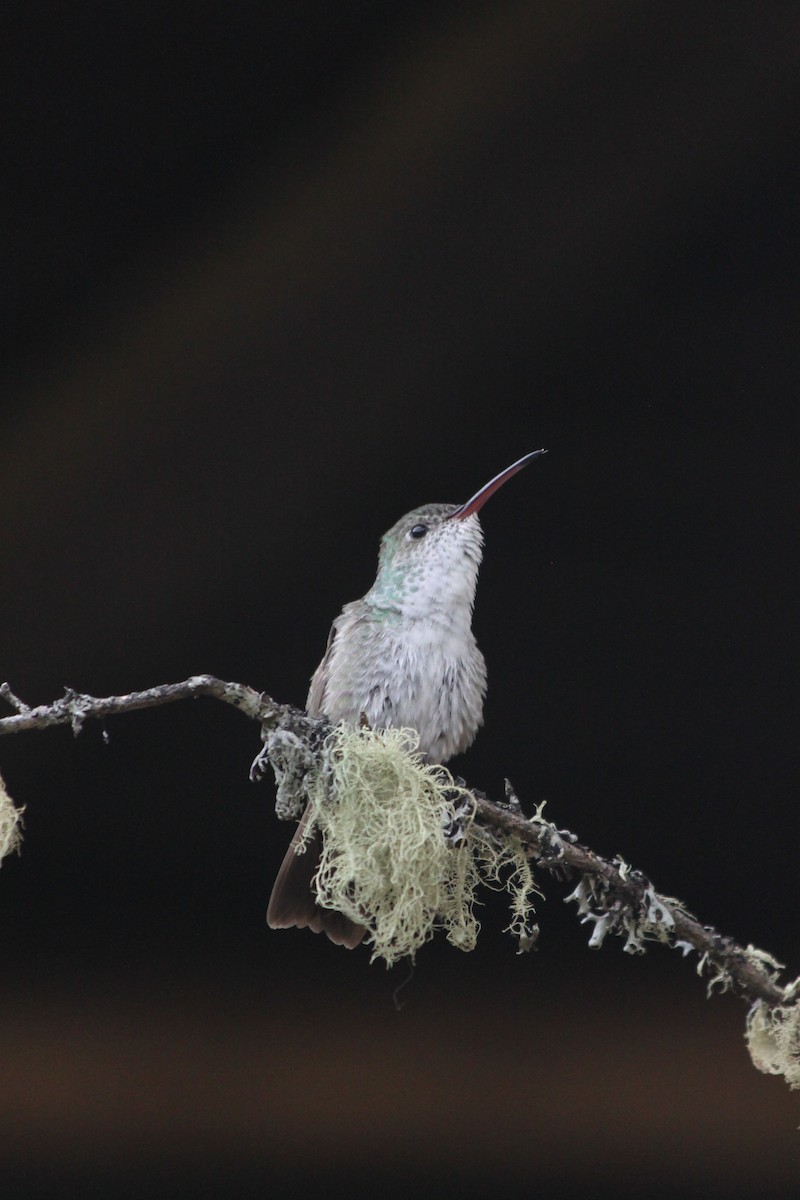 Green-and-white Hummingbird - ML637923094
