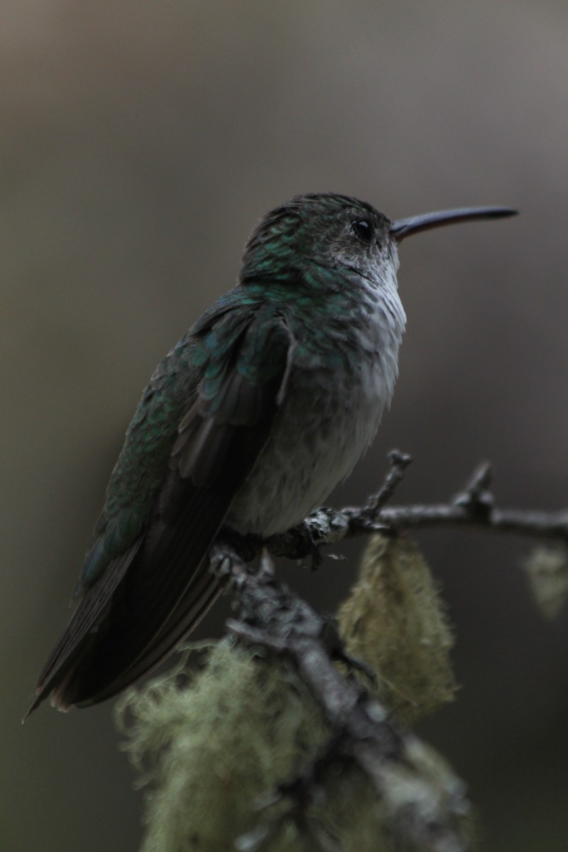 Green-and-white Hummingbird - ML637923095