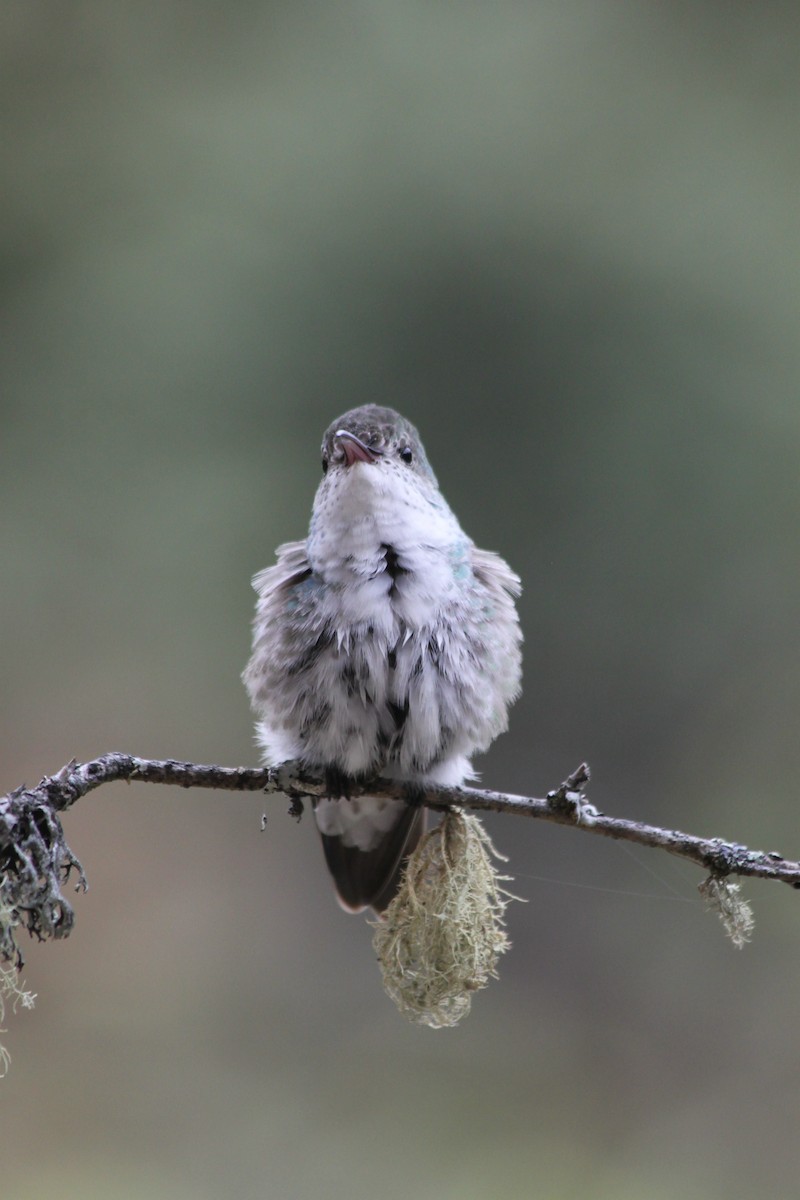 Green-and-white Hummingbird - ML637923097
