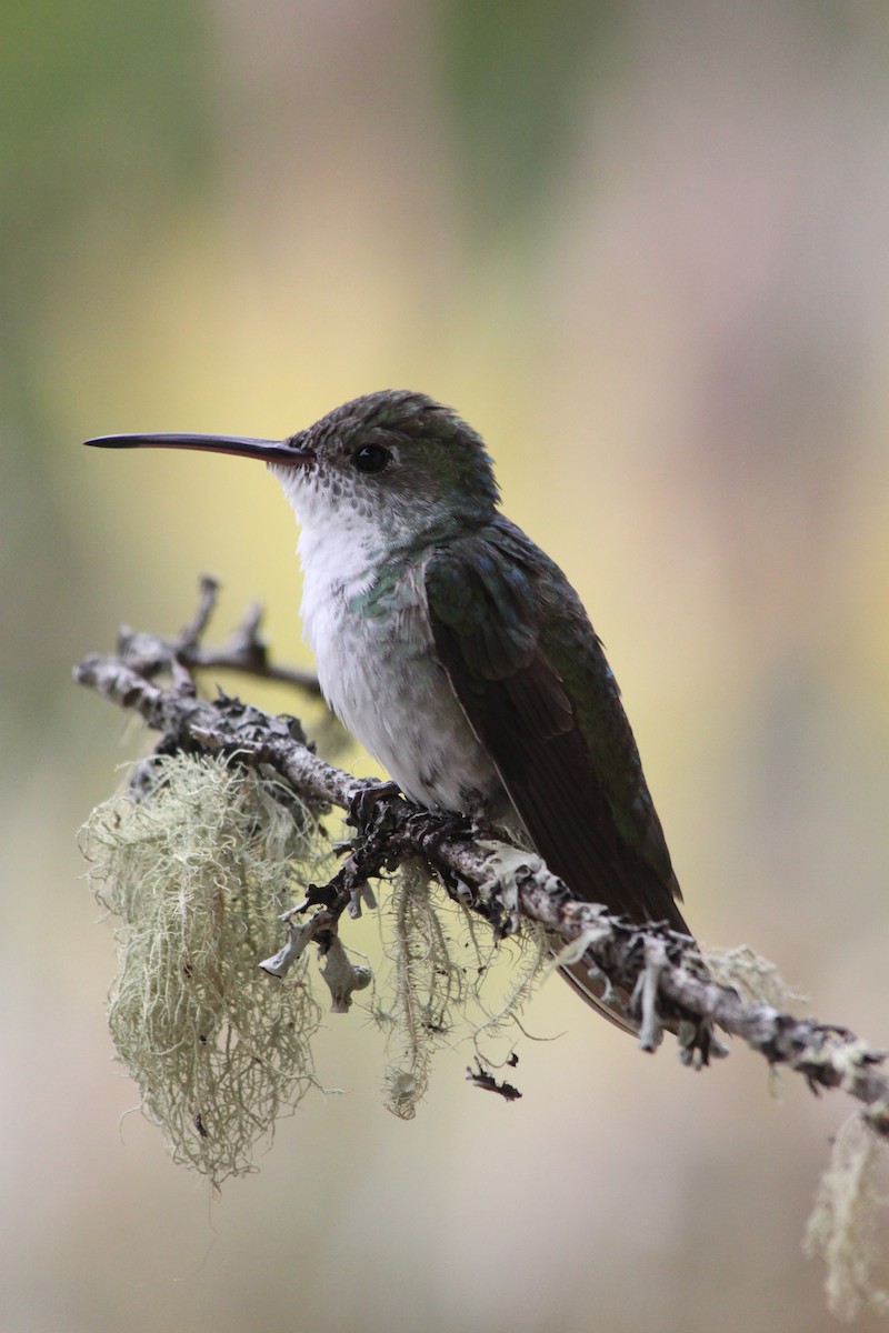 Green-and-white Hummingbird - ML637923099
