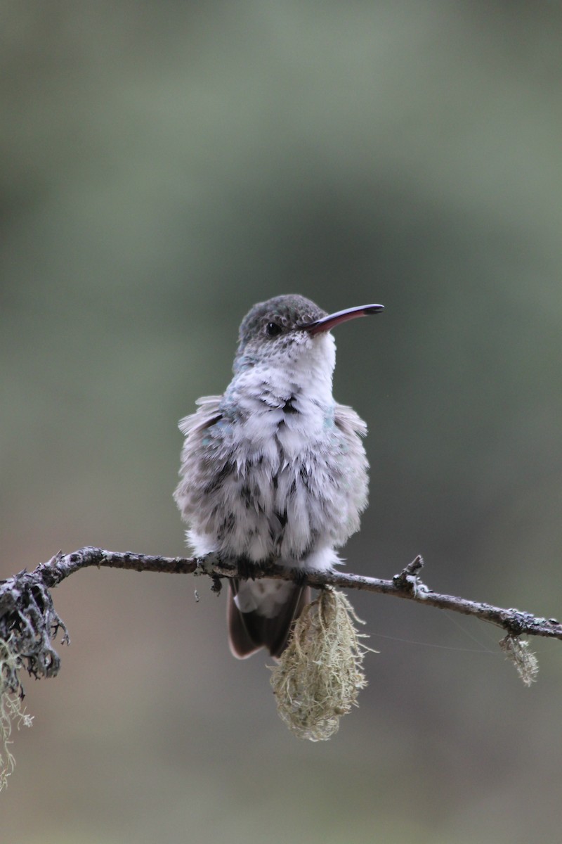 Green-and-white Hummingbird - ML637923100