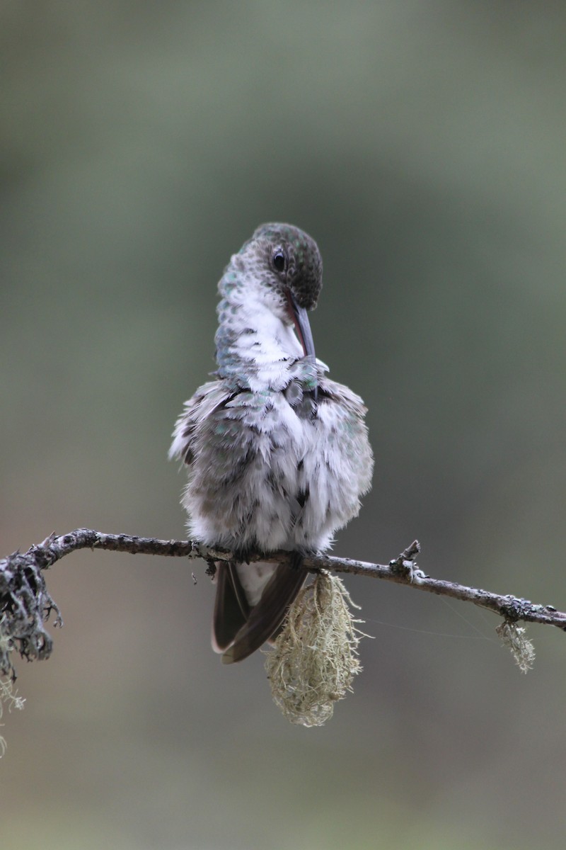 Green-and-white Hummingbird - ML637923101