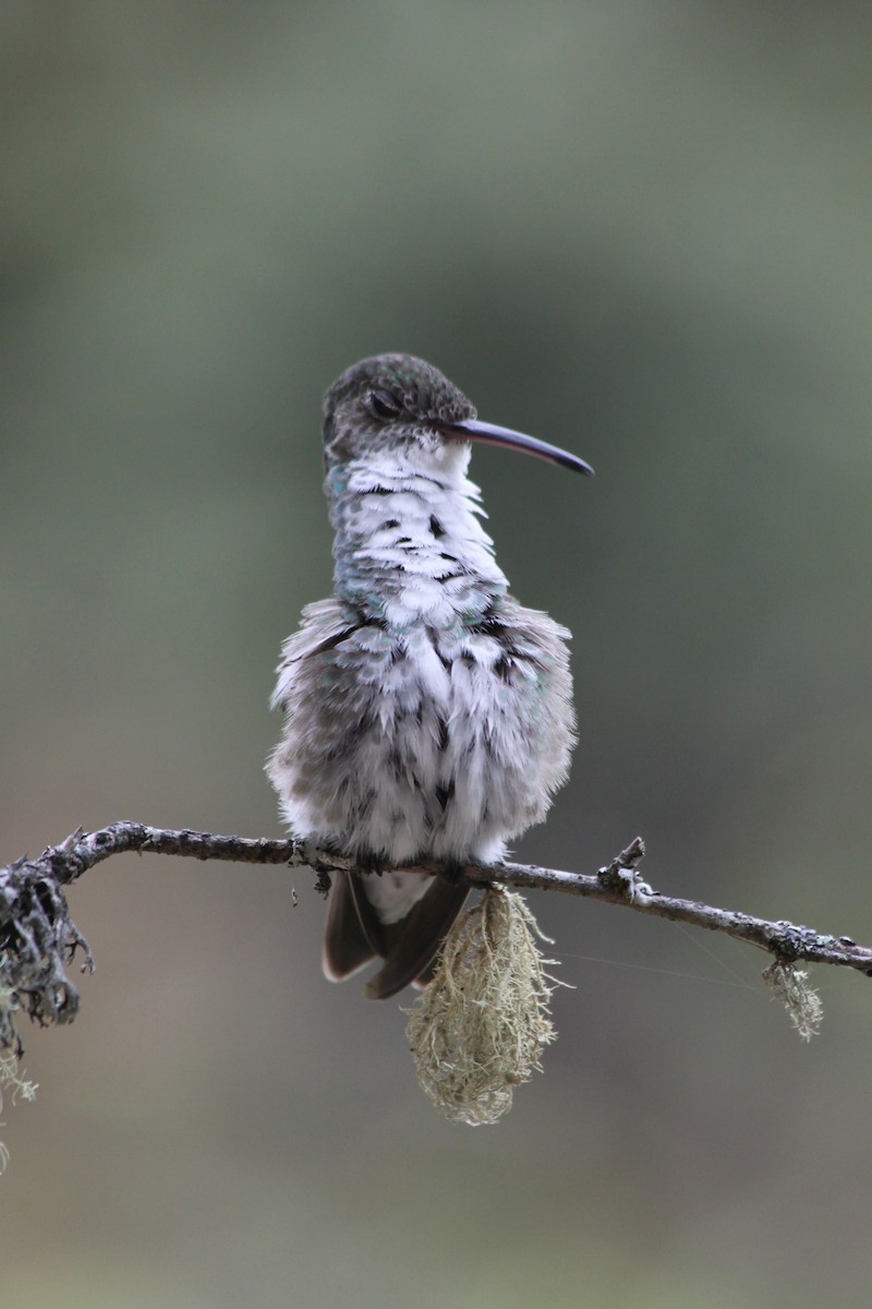 Green-and-white Hummingbird - ML637923102