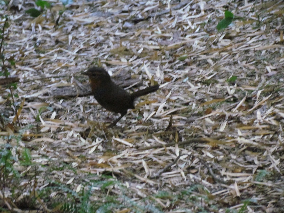 Chucao Tapaculo - ML637923106