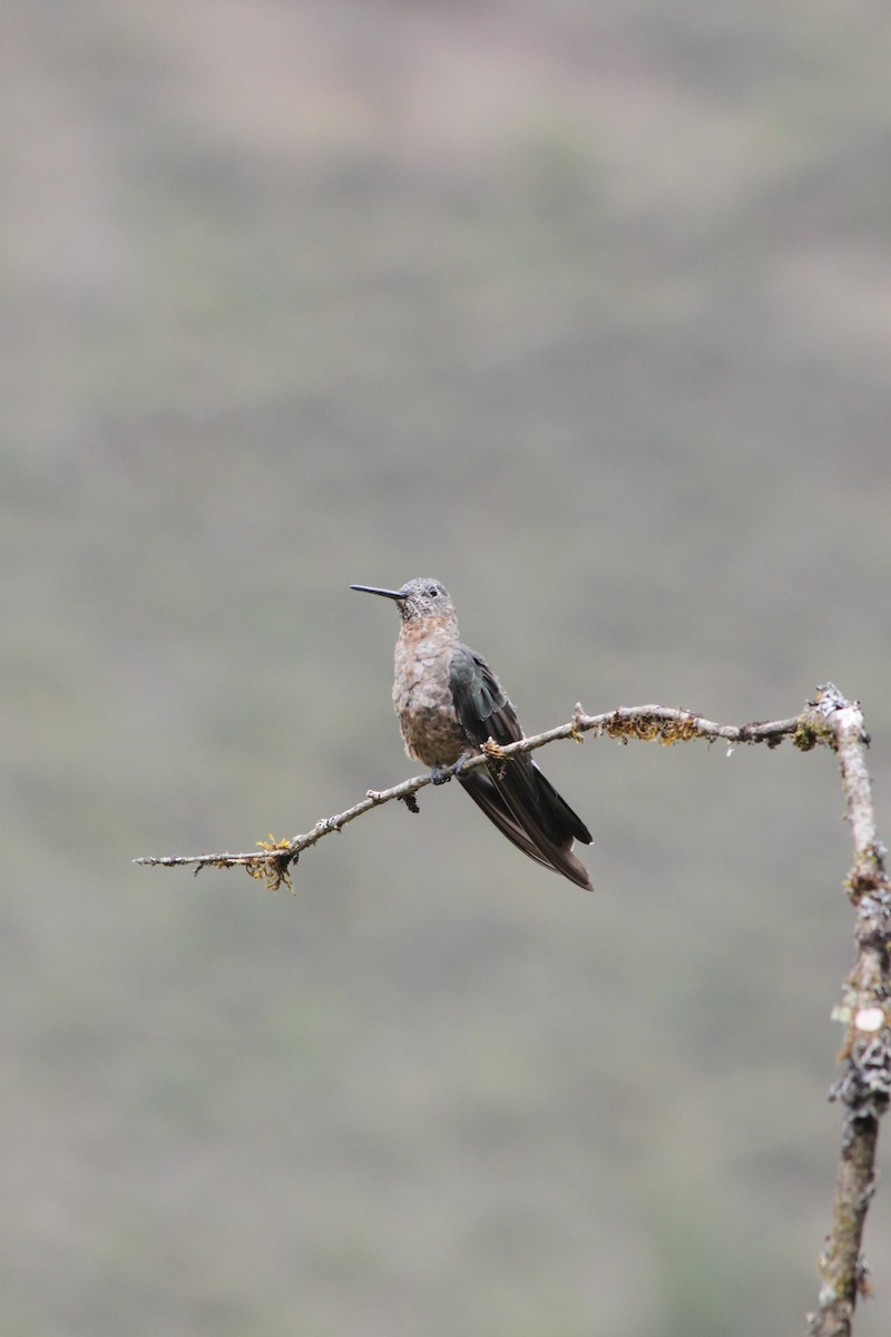 Giant Hummingbird - ML637923119