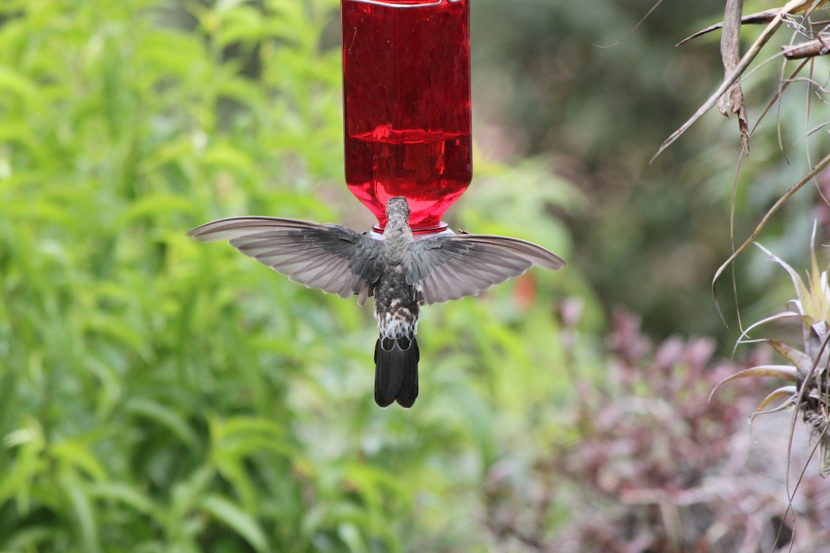 Giant Hummingbird - ML637923120