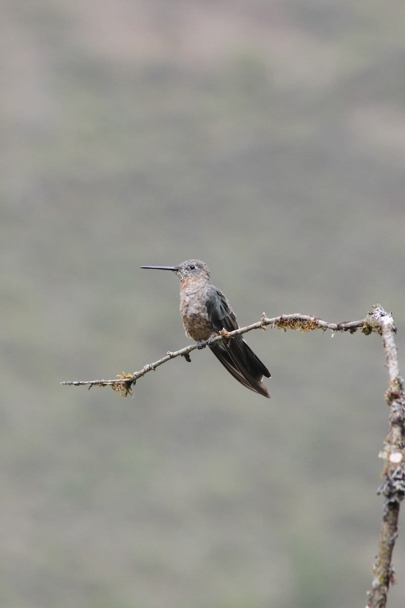 Giant Hummingbird - ML637923121