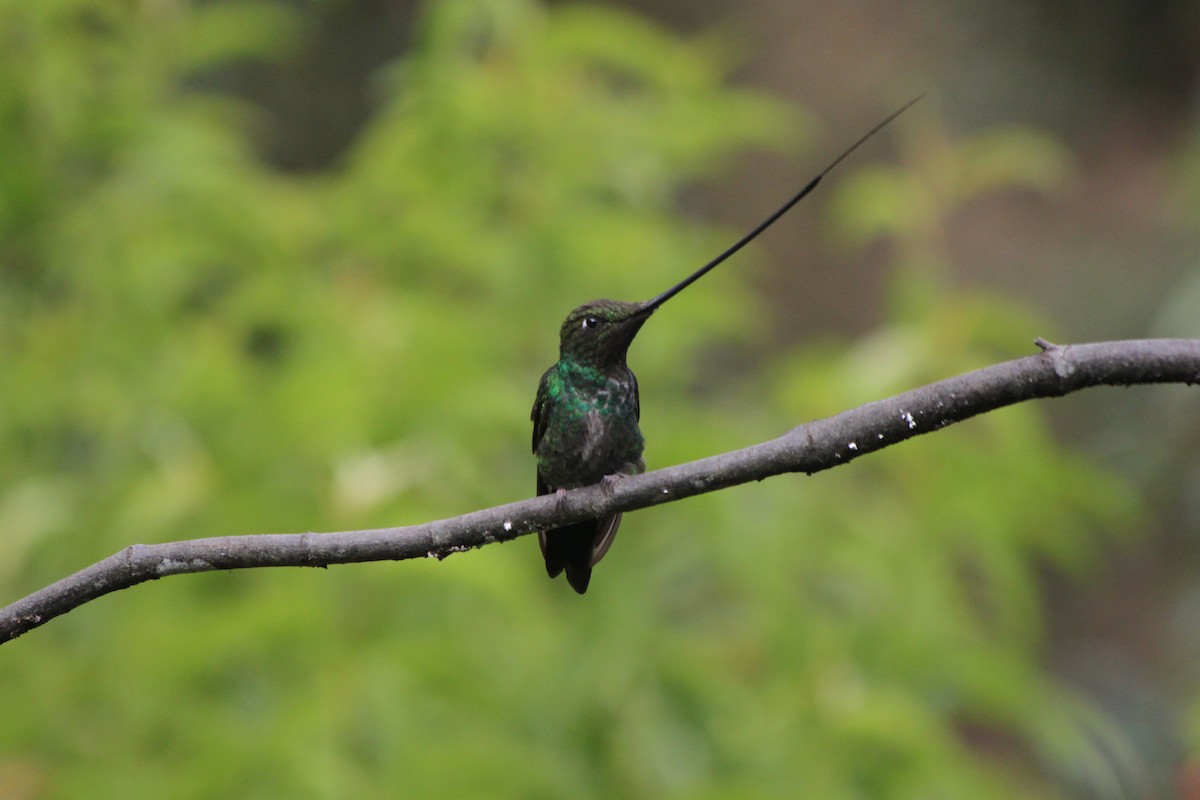 Sword-billed Hummingbird - ML637923134