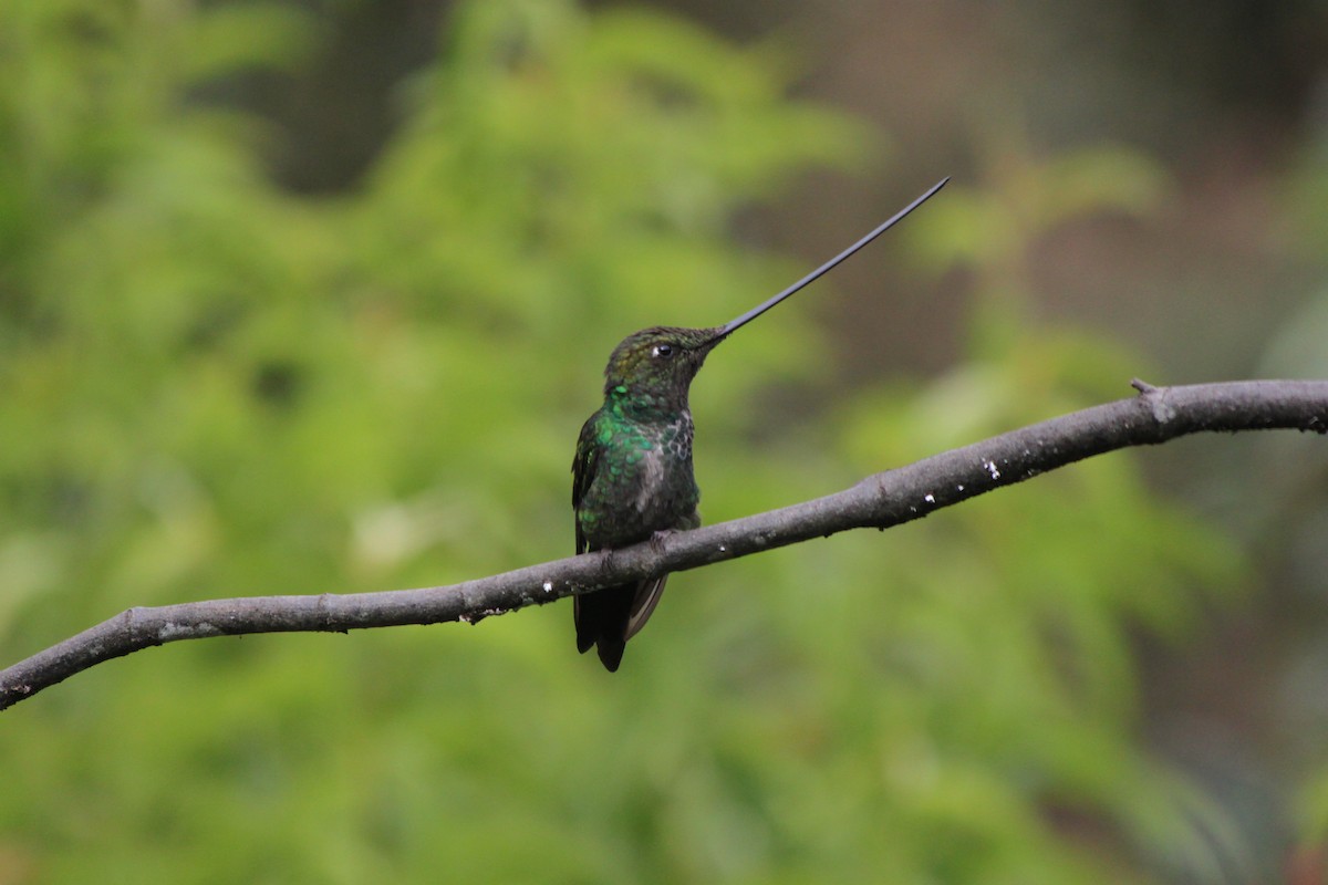 Sword-billed Hummingbird - ML637923135