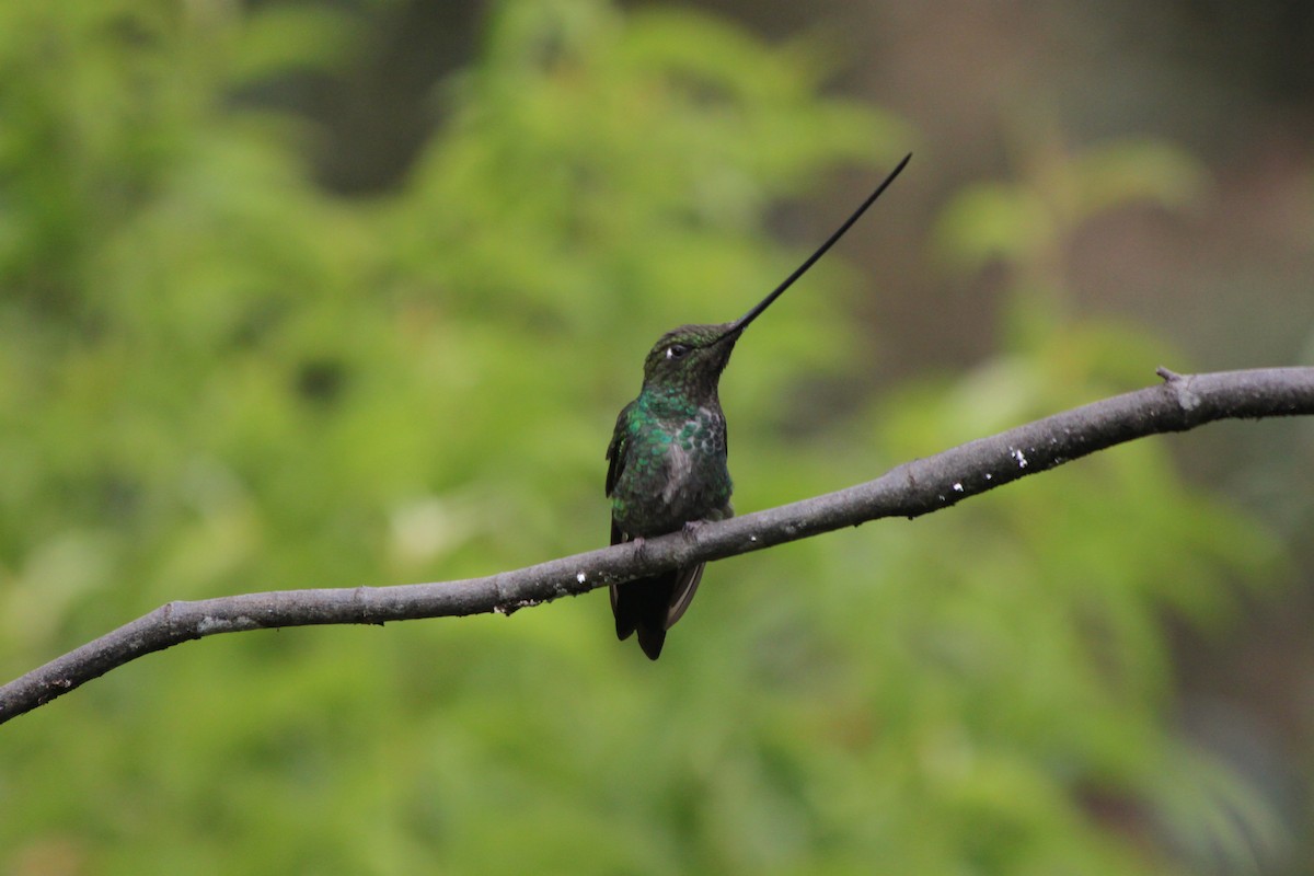 Sword-billed Hummingbird - ML637923136