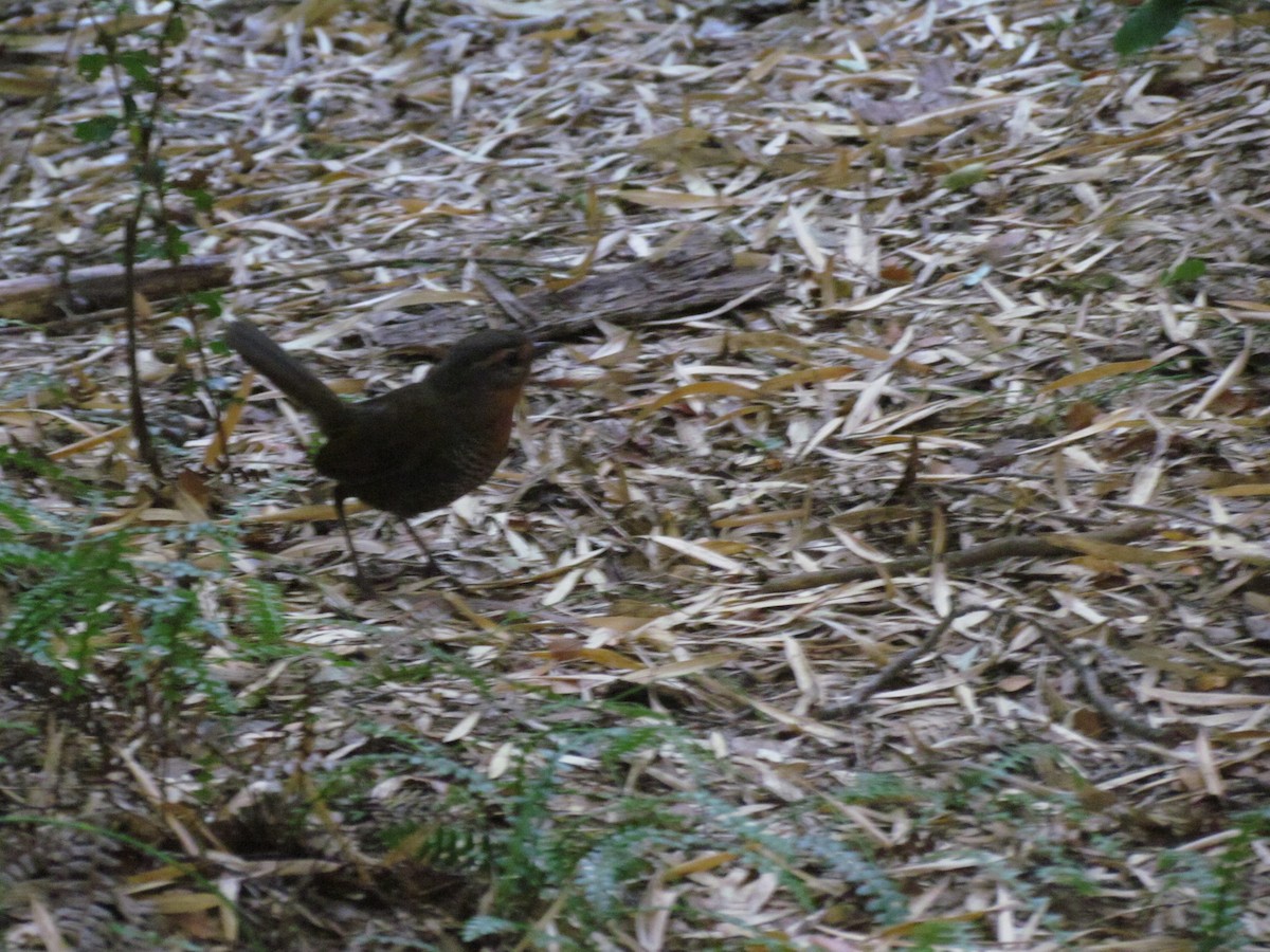 Chucao Tapaculo - ML637923144
