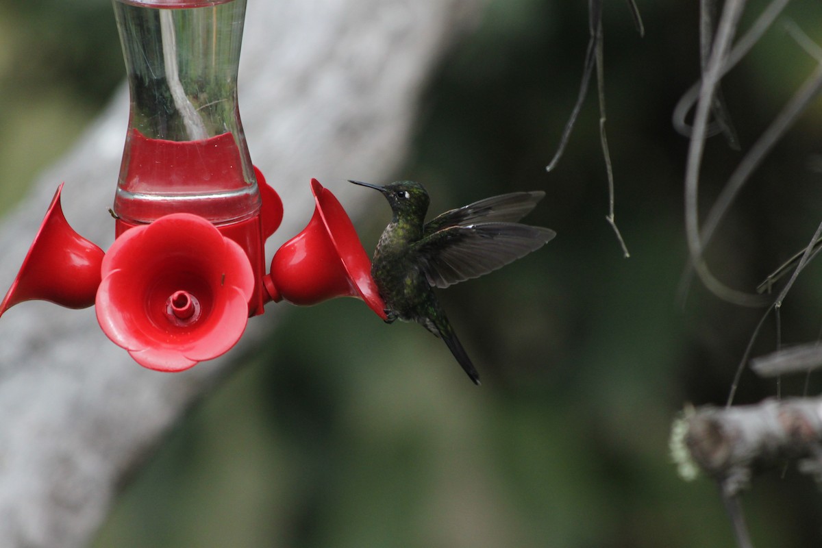 Tyrian Metaltail - ML637923177