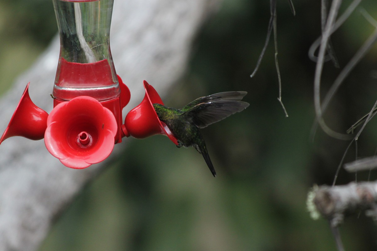 Tyrian Metaltail - ML637923178