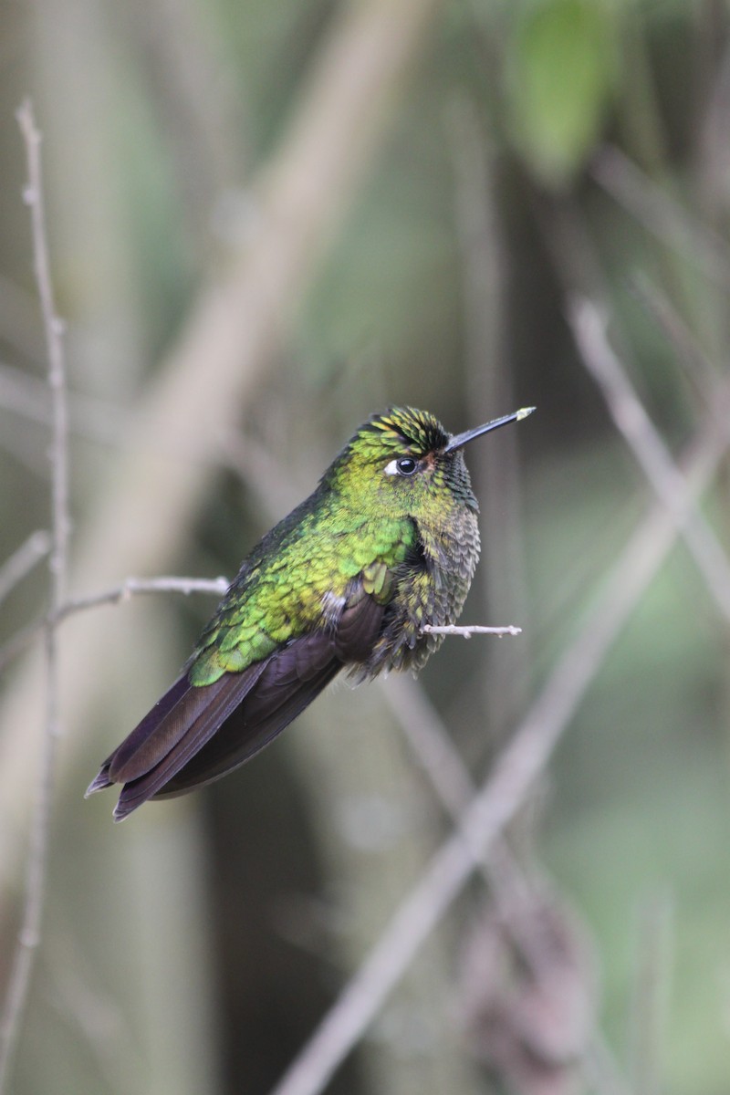 Tyrian Metaltail - ML637923179