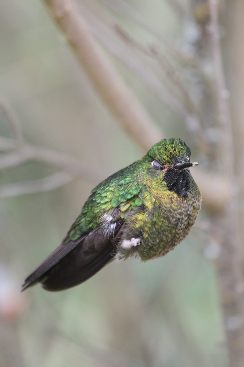 Tyrian Metaltail - ML637923181
