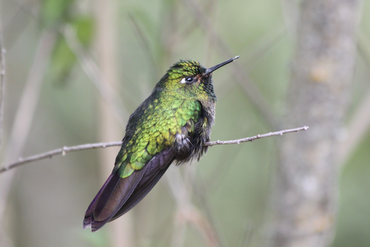 Tyrian Metaltail - ML637923182