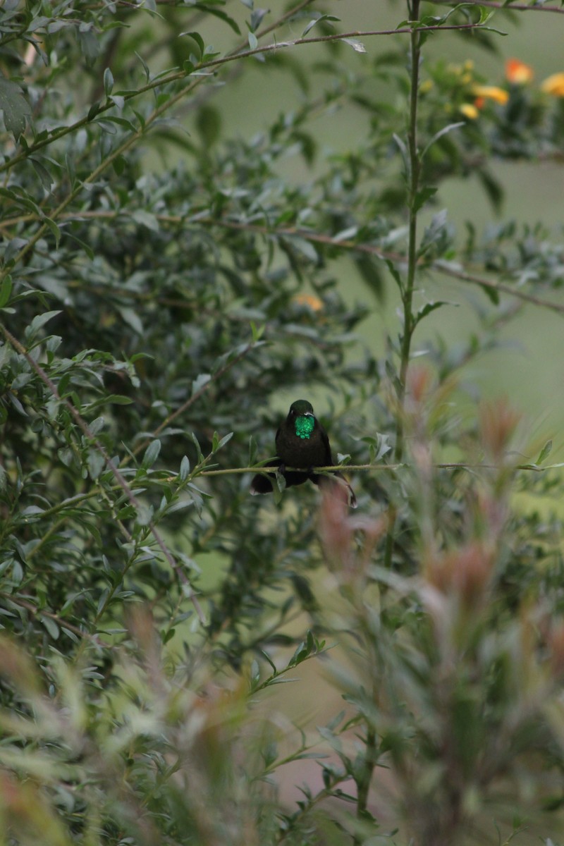 Tyrian Metaltail - ML637923183