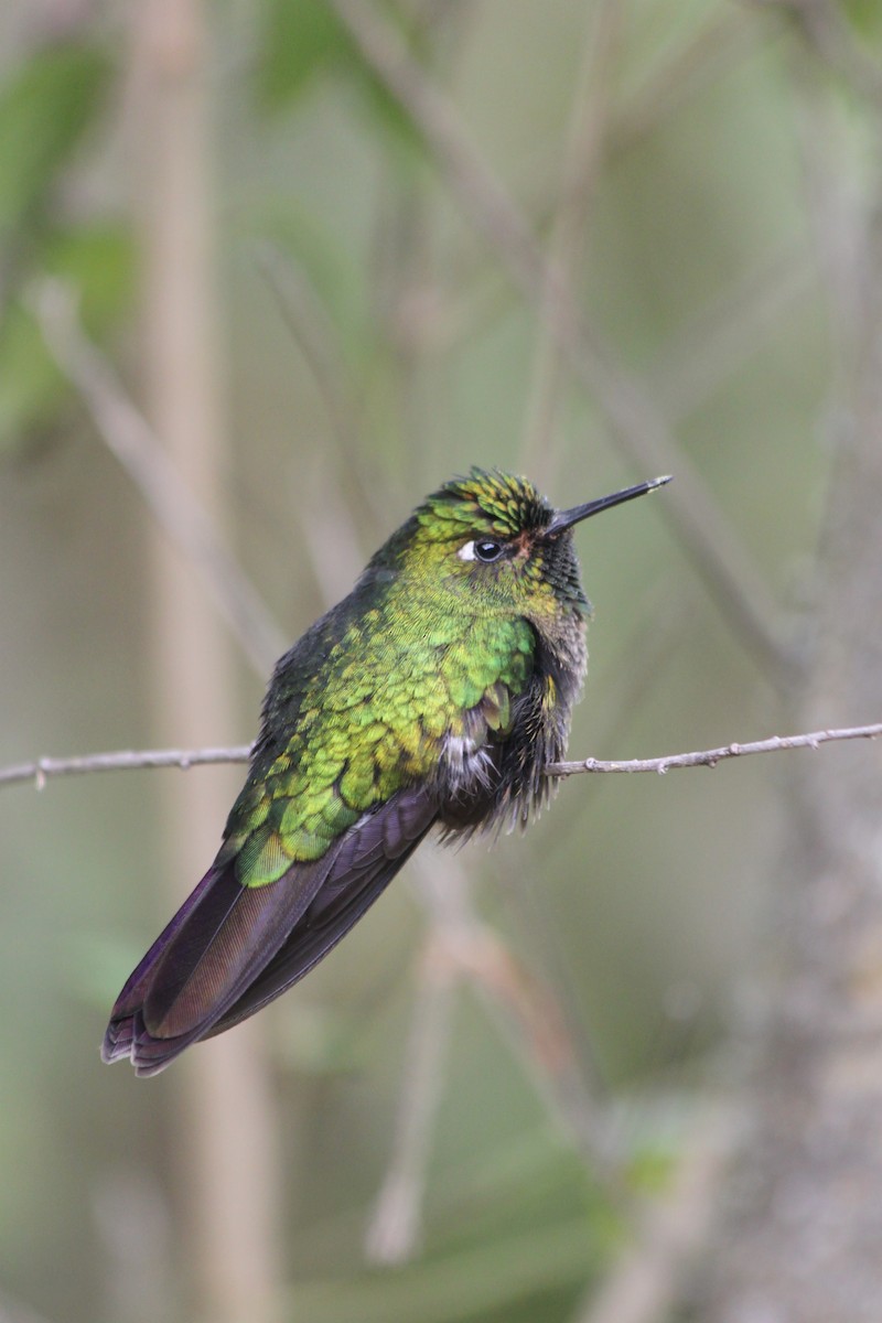 Tyrian Metaltail - ML637923184