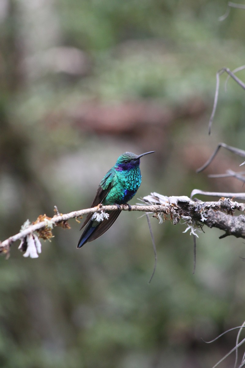 Sparkling Violetear - ML637923202