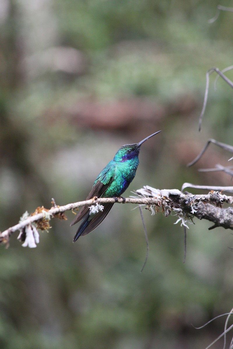 Sparkling Violetear - ML637923204