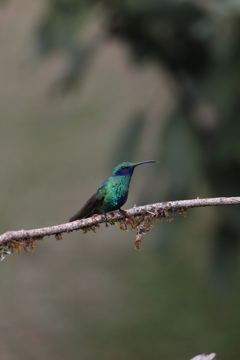 Sparkling Violetear - ML637923209