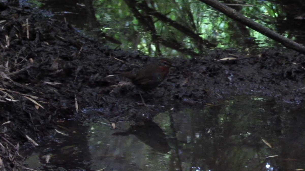 Chucao Tapaculo - ML637923233
