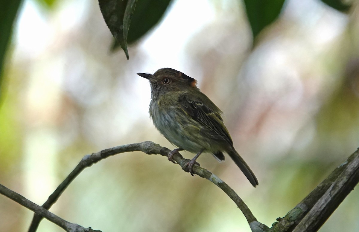 Scale-crested Pygmy-Tyrant - ML637923262