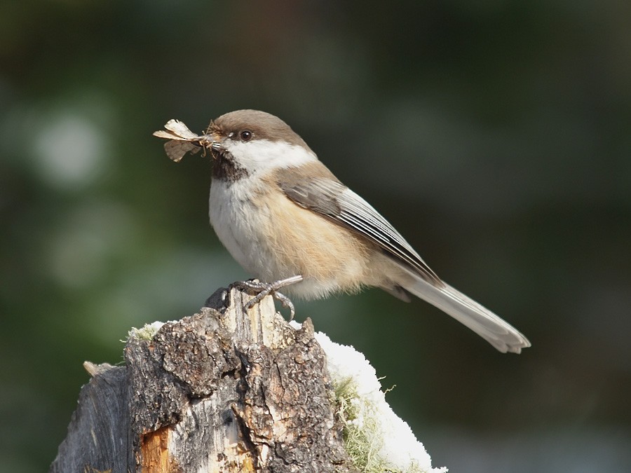 Gray-headed Chickadee - ML637923303