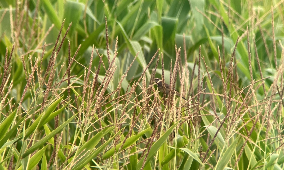 Bluethroat - ML637923311