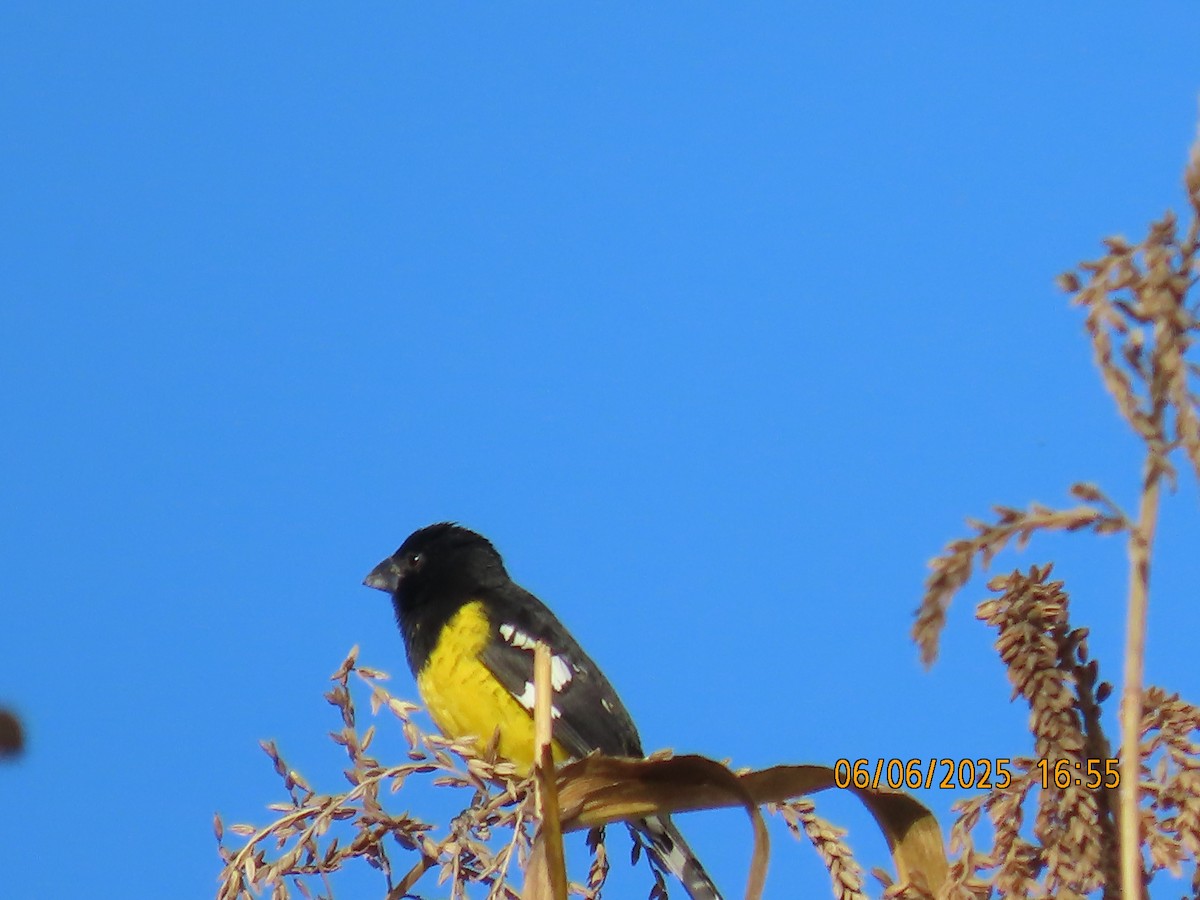 Black-backed Grosbeak - ML637923339