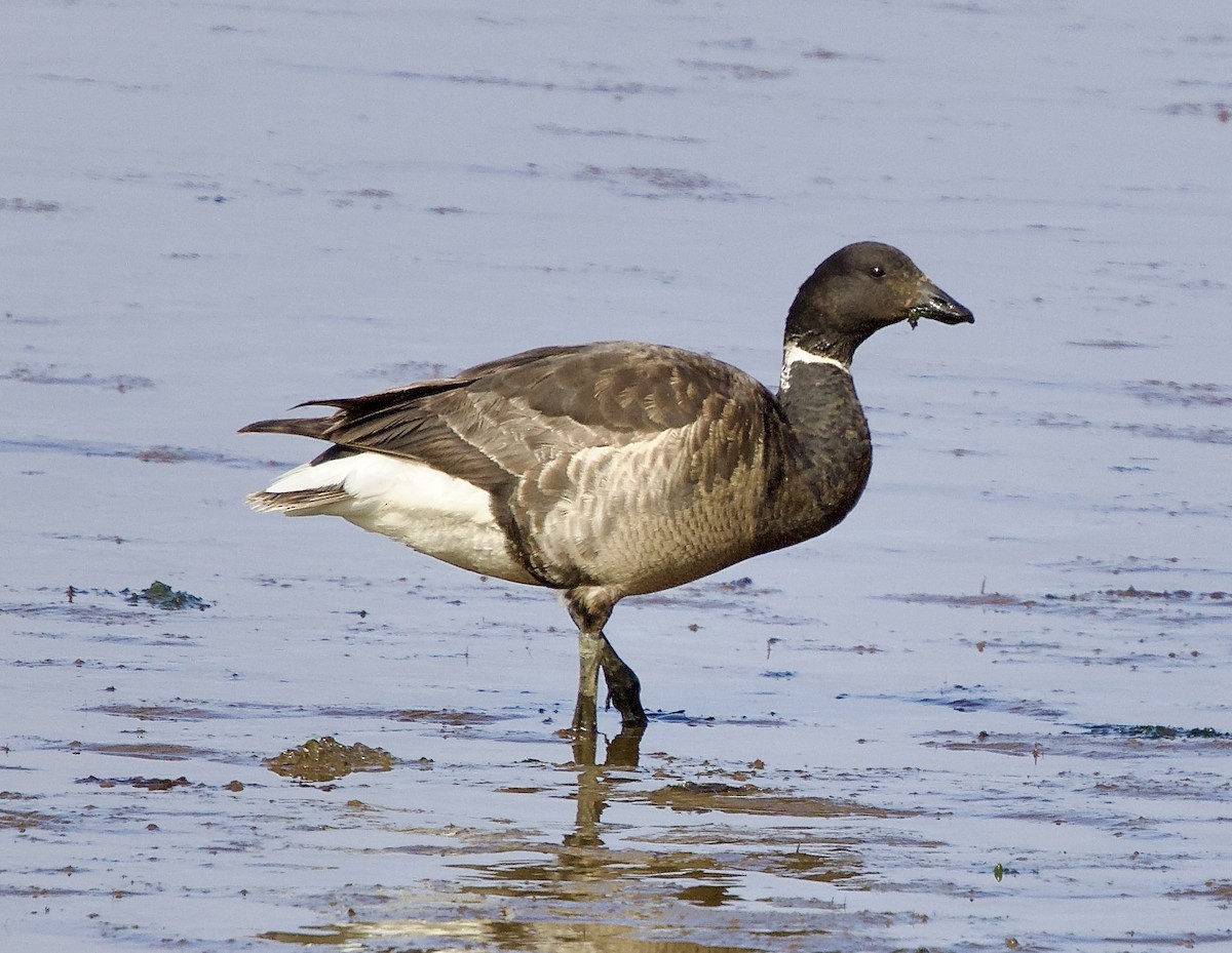 Brant - ML637923340