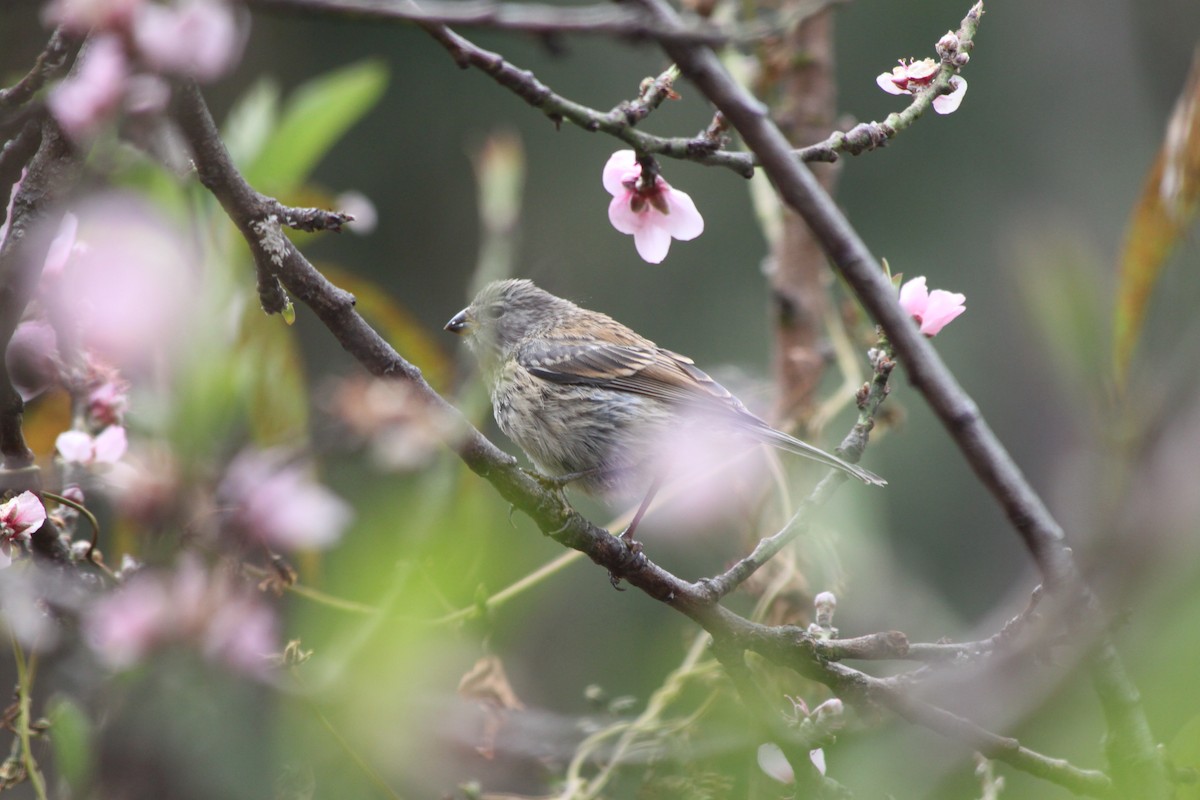 Band-tailed Seedeater - ML637923373