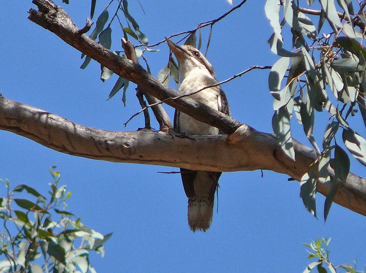 Laughing Kookaburra - ML637923424