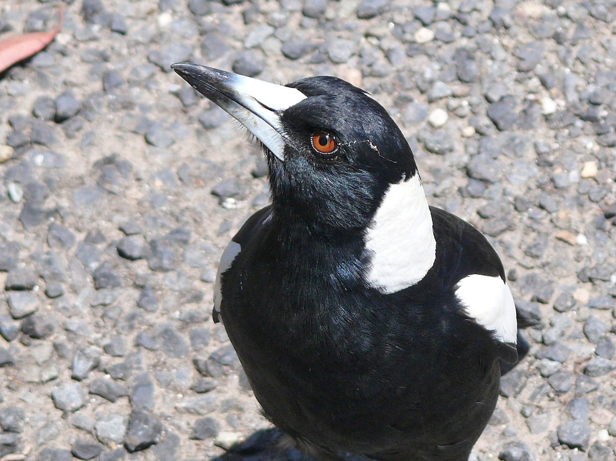 Australian Magpie - ML637923432