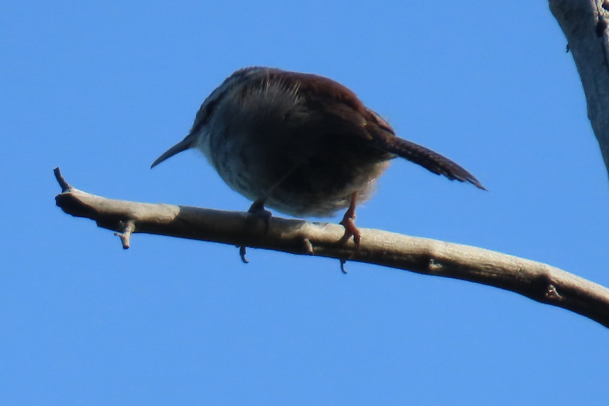 Bewick's Wren - ML637923451