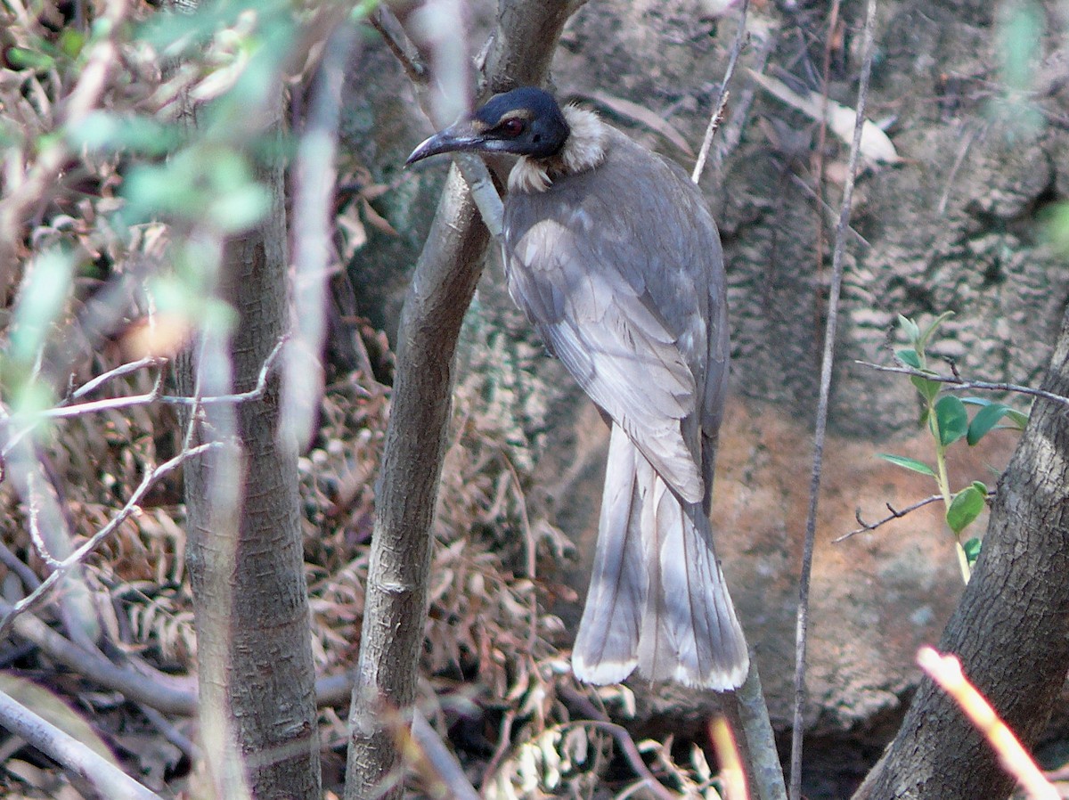 Noisy Friarbird - ML637923456