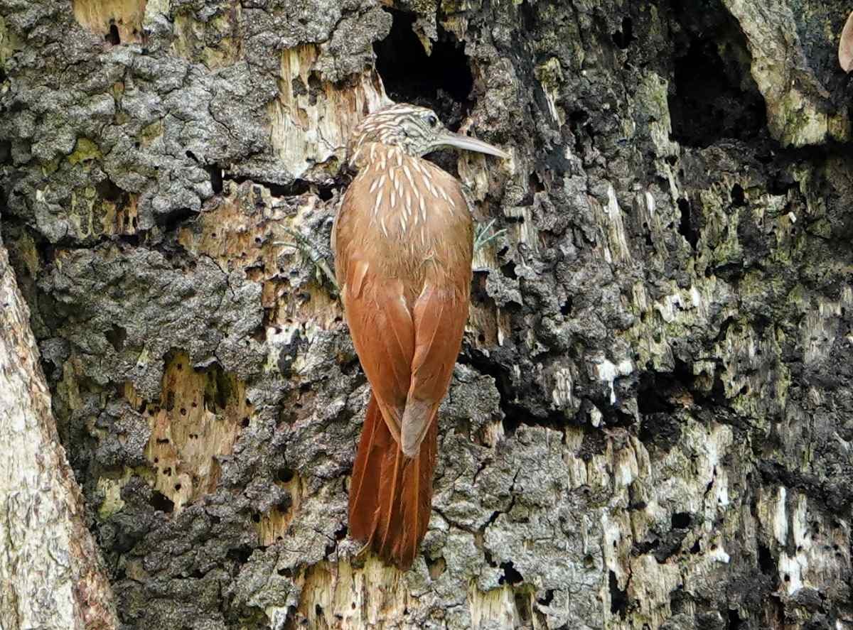 Streak-headed Woodcreeper - ML637923519